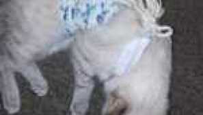 Mačka po sterilizácii, staraj sa o čo robiť